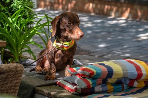 Dachshund (Canis lupus familiaris) waiting patiently on the lead, Bavaria, Germany