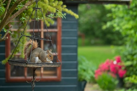 Grey squirrel (Sciurus carolinensis) adult animal feeding on seeds on an urban hanging garden bird