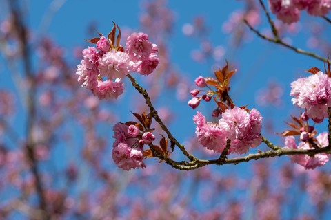 Japanese flowering cherry (Prunus serrulata), cherry blossom branch, Rombergpark, Dortmund, North