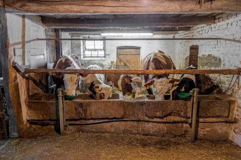 Feeding in the cowshed historical