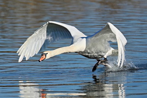 Mute swan (Cygnus olor), on take-off, Flachsee nature reserve, Freiamt, Canton Aargau, Switzerland