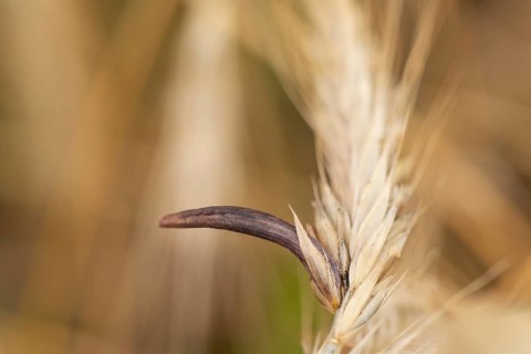 Ergot mushroom Claviceps purpurea on a ripe ear of grain