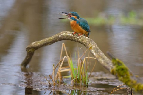 Kingfisher (Alcedo atthis), devouring a fish caught on a moss-covered branch in the water,