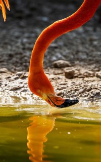 American flamingo, Phoenicopterus ruber, group of birds