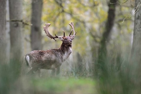 Proud warrior... Fallow deer (Dama dama) standing in the undergrowth in the forest, powerful stag