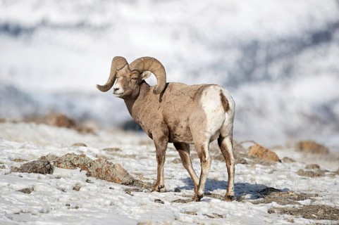 Bighorn sheep (Ovis canadensis) in winter, adult male, wild sheep in the mountains, in typical