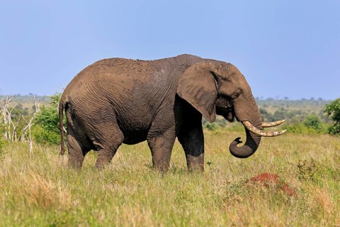 African elephant (Loxodonta africana), adult, foraging, Kruger, Kruger National Park, South Africa