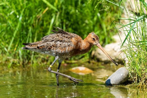 Snipe bird walking along the water's edge next to stones, surrounded by green vegetation,