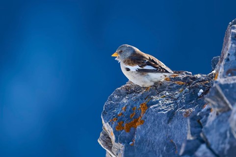 Snowfinch (Montifringilla nivalis), a bird sits peacefully on a rock in front of a blue sky, Gemmi