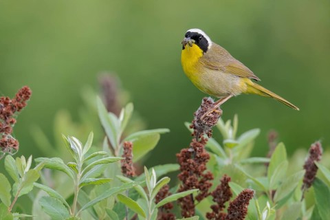 Common Yellowthroat (Geothlypis trichas) perched on a branch in Victoria, BC, Canada