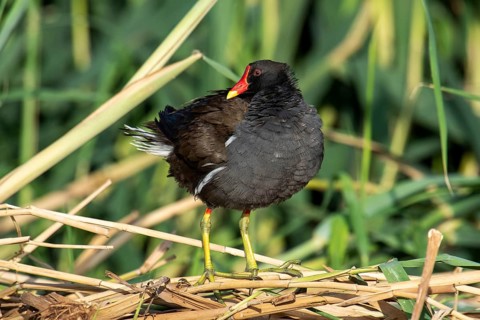 Common Moorhen (Gallinula chloropus), Eilat, Israel