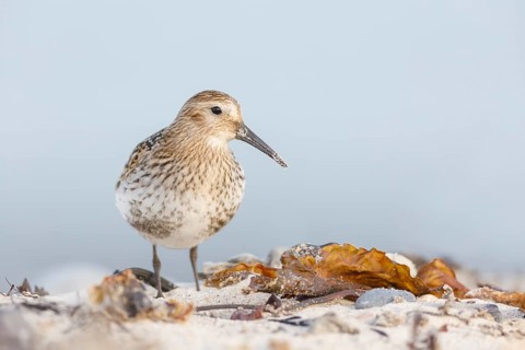 Alpenstrandläufer, Calidris alpina Dunlin, Calidris alpina