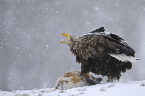 White-tailed Eagle (Haliaeetus albicilla) calling, Norway