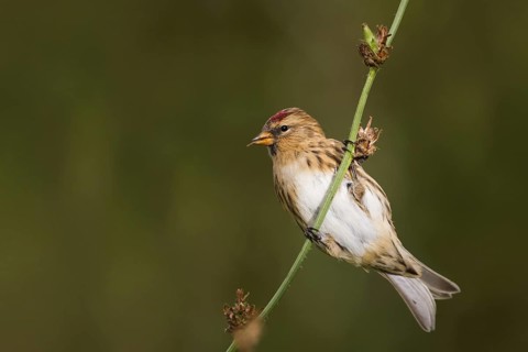 Lesser Redpoll (Acanthis cabaret), Schleswig-Holstein, Germany