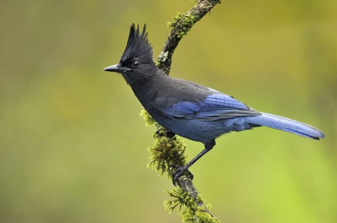 Steller's Jay (Cyanocitta stelleri), British Columbia, Canada