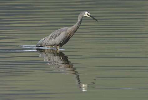 White-faced Heron (Egretta novaehollandiae), New Zealand