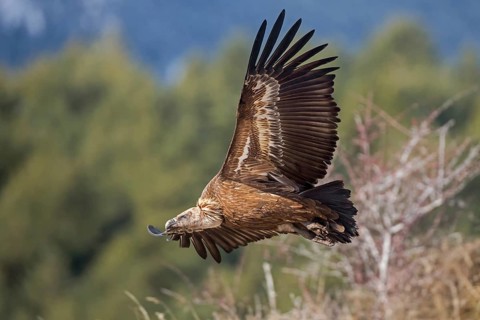 Griffon Vulture (Gyps fulvus) flying, Pyrenees, Spain