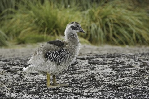 Kelp Goose (Chloephaga hybrida) juvenile, Falkland Islands