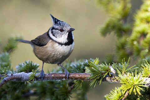 European Crested Tit (Lophophanes cristatus), Castile-La Mancha, Spain