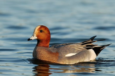 Eurasian Wigeon (Mareca penelope) male, Arizona, USA