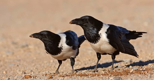Pied Crow (Corvus albus), Hardap, Namibia