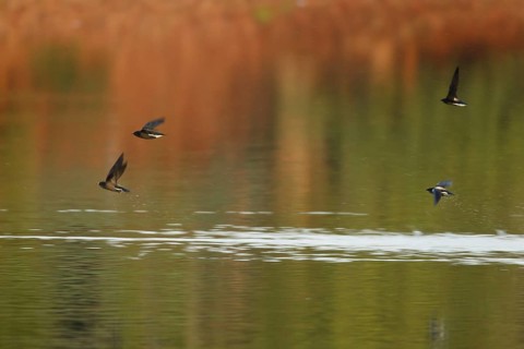 Brown-backed Needletail (Hirundapus giganteus), Kaeng Krachan, Thailand