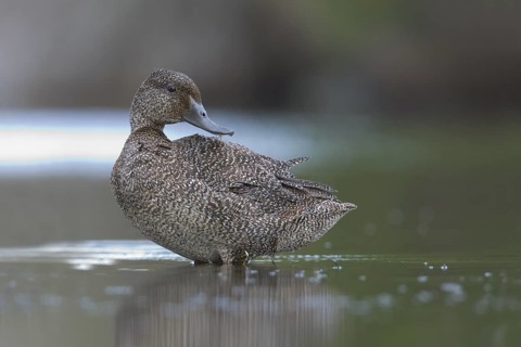Freckled Duck (Stictonetta naevosa) female, Victoria, Australia