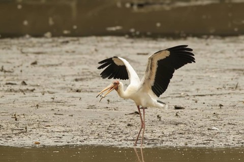 Milky Stork (Mycteria cinerea), Singapore
