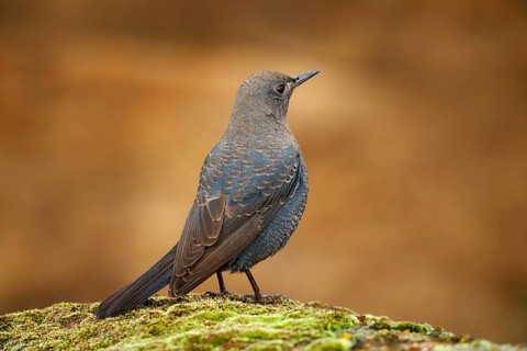 Blue rock thrush, Monticola solitarius, bird sitting on thne moss stone in the nature habitat. Blue