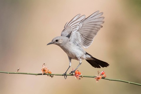Blackstart (Oenanthe melanura) perched on a twig, Eilat, Israel