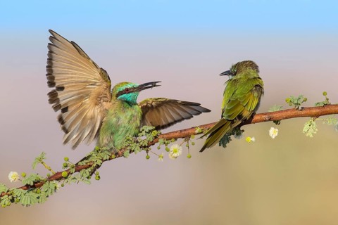 Green Bee-eater (Merops orientalis) pair, Eilat, Israel