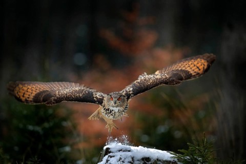 Eagle owl landing on snowy tree stump in forest. Flying Eagle owl with open wings in habitat with