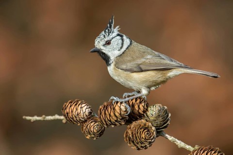 European Crested Tit (Lophophanes cristatus) perched on a branch, Poland