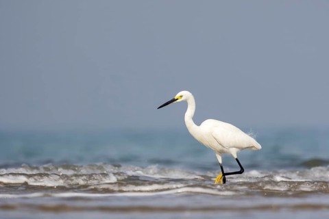 Little Egret (Egretta garzetta), Sam Roi Yot, Thailand