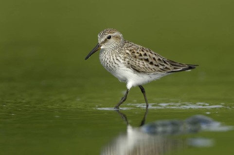 White-rumped Sandpiper (Calidris fuscicollis), Texas, USA