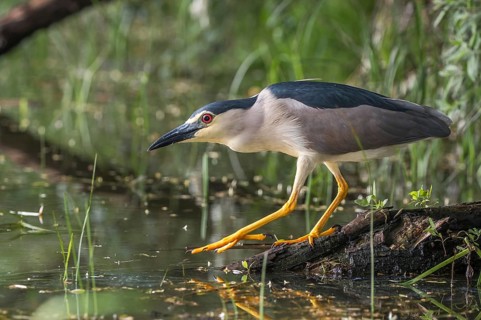 Black-crowned Night Heron (Nycticorax nycticorax) foraging, Subotica, Serbia