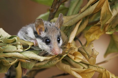 Garden Dormouse (Eliomys quercinus) climbing in vegetation, Andalusia, Spain
