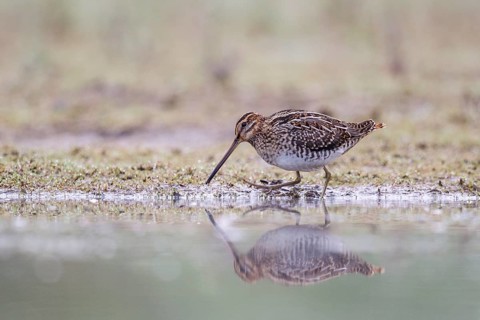 Common Snipe (Gallinago gallinago) foraging, North Rhine-Westphalia, Germany