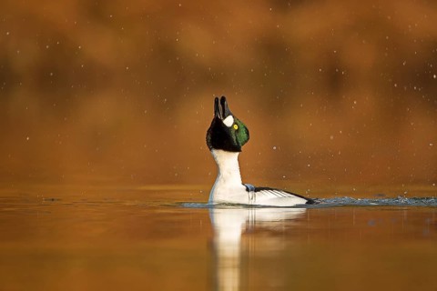 Common Goldeneye (Bucephala clangula) male displaying, Saxony-Anhalt, Germany