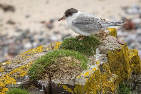 Arctic Tern (Sterna paradisaea), young on stone, Farne Islands, United Kingdom