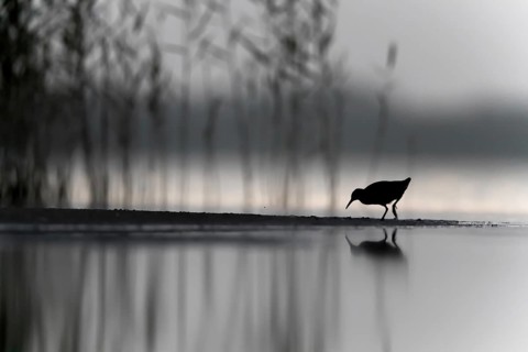 Water Rail (Rallus aquaticus), Mecklenburg-Western Pomerania, Germany