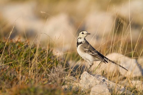 White Wagtail - Bachstelze - Motacilla alba ssp. alba, Croatia