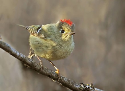 Ruby-crowned Kinglet (Regulus calendula) male, Saskatchewan, Canada