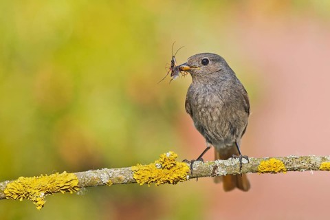 Black Redstart (Phoenicurus ochruros) female with insect prey in beak, Bavaria, Germany