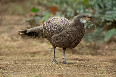 Grey Peacock-Pheasant (Polyplectron bicalcaratum) male, Yunnan, China