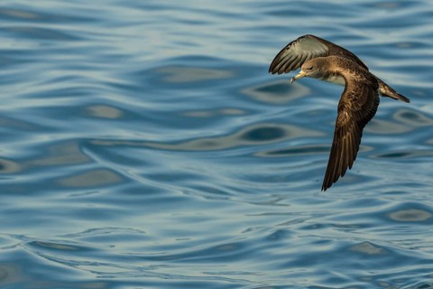 Scopoli's Shearwater (Calonectris diomedea) flying, Tuscany, Italy