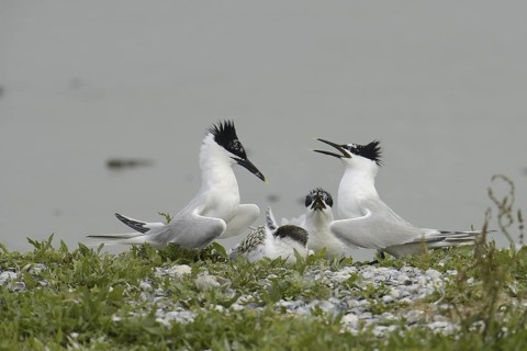 Sandwich Tern (Thalasseus sandvicensis) chick, Texel, Netherlands