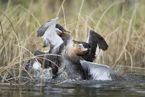 Red-necked Grebe (Podiceps grisegena), British Columbia, Canada