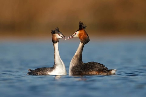 Great Crested Grebe (Podiceps cristatus) pair displaying, Utrecht, Netherlands