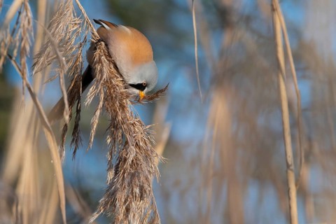 Bearded Reedling (Panurus biarmicus) male feeding on reed seed, Thuringia, Germany
